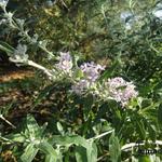 Buddleja pikei - Vlinderstruik