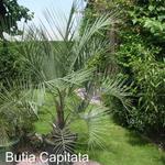 Butia capitata - Geleipalm