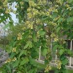 Ulmus camperdownii - Iep, Treuriep, Prieeliep