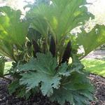 Gunnera manicata - Mammoetblad