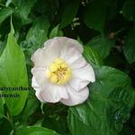 Calycanthus chinensis - Calycanthus