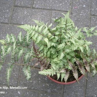 Athyrium niponicum 'Metallicum'