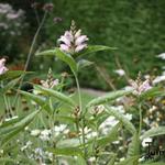 Chelone glabra - Schildpadbloem