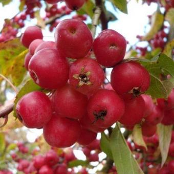 Malus 'Evereste'