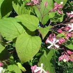 Clerodendrum - Kransenboom