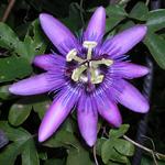 Passiflora 'Amethyst' - Passiebloem