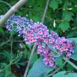 Buddleja davidii 'Bicolor' - Vlinderstruik