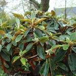 Rhododendron pachysanthum - Rododendron