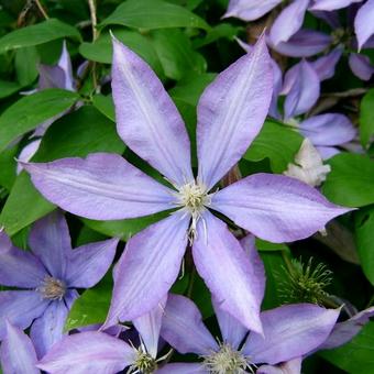 Clematis 'Mrs Cholmondeley'