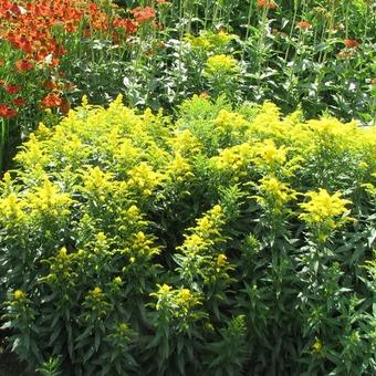 Solidago hybriden