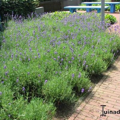 Lavandula angustifolia - Lavendel