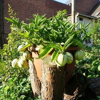 Solanum muricatum