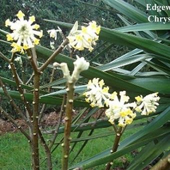 Edgeworthia chrysantha