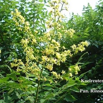 Koelreuteria paniculata 'Rosseels'