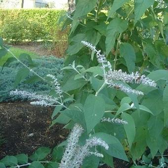 Buddleja nivea