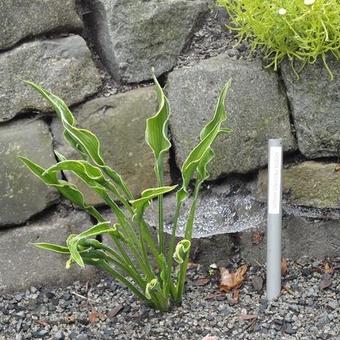 Hosta 'Praying Hands'