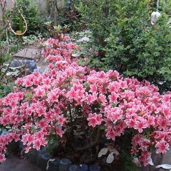 Rhododendron/Azalea