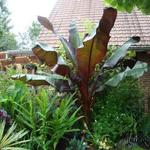 Ensete ventricosum 'Maurelii' - Banaan