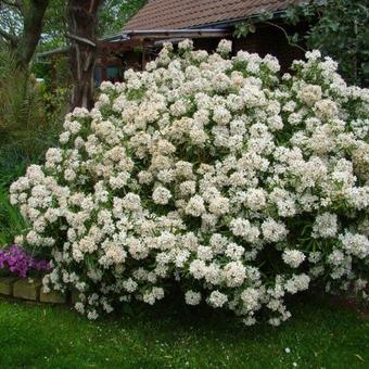 Choisya ternata 'Aztec Pearl'