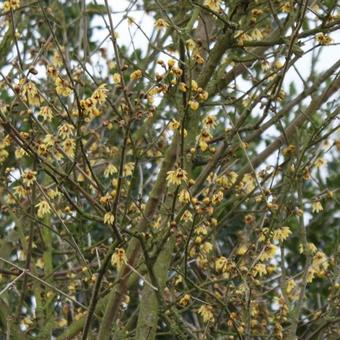 Corylopsis pauciflora