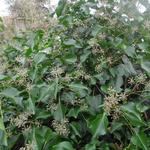 Struikklimop - Hedera helix 'Arborescens' 