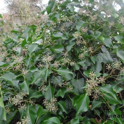 Hedera helix 'Arborescens'  - Struikklimop