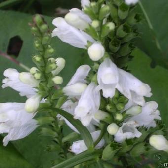 Penstemon hybriden