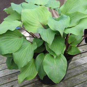 Hosta' Harry van de Laar'