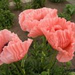 Papaver orientale 'Karine' - Papaver