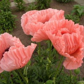 Papaver orientale 'Karine'