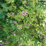 Lespedeza thunbergii - Lespedeza