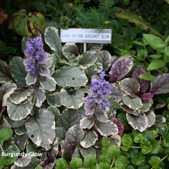 Ajuga reptans 'Burgundy Glow'