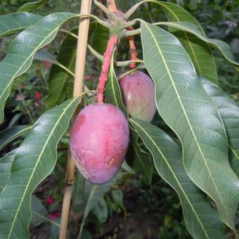 Mangifera indica