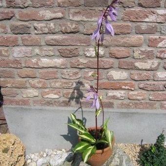 Hosta 'Cherry Berry'