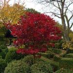 Acer palmatum dissectum 'Red Dragon' - Japanse esdoorn