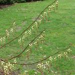 Stachyurus praecox - Staartaar