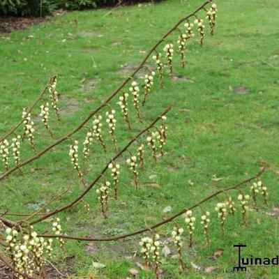 Stachyurus praecox - Staartaar