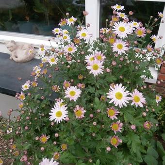 Chrysanthemum rubellum