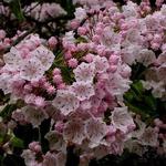 Kalmia - Lepelboom, Laurierroos