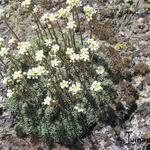 Saxifraga cochlearis 'Minor' - Steenbreek