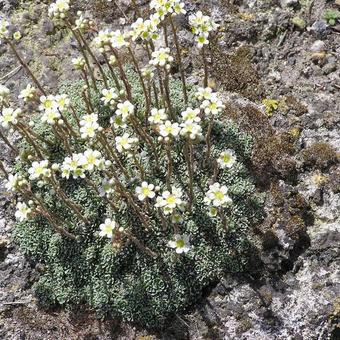 Saxifraga cochlearis 'Minor'