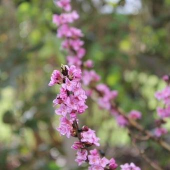 Daphne mezereum