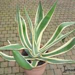 Agave - Agave