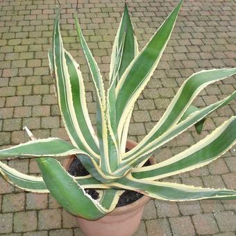 Agave