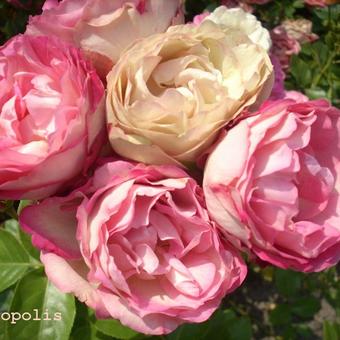 Rosa 'Acropolis'