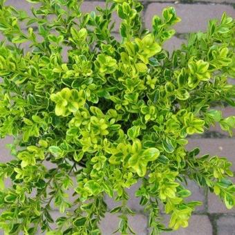 Buxus microphylla 'Peergold'