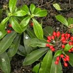 Skimmia japonica subsp. reevesiana - Skimmia