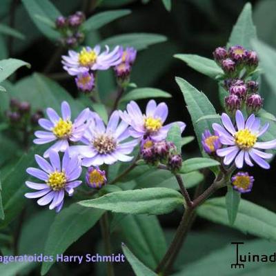 Herfstaster - Aster ageratoides 'Harry Schmidt'