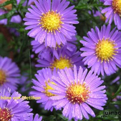 Herfstaster - Aster novi-belgii 'Schone von Dietlikon'