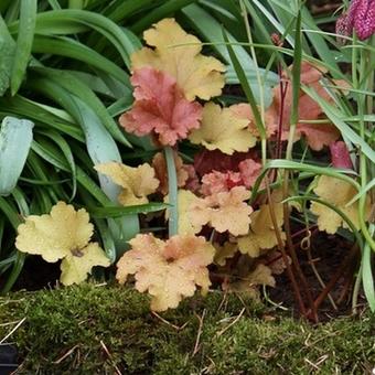 Heuchera 'Marmalade'